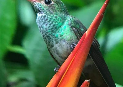 colibri verde